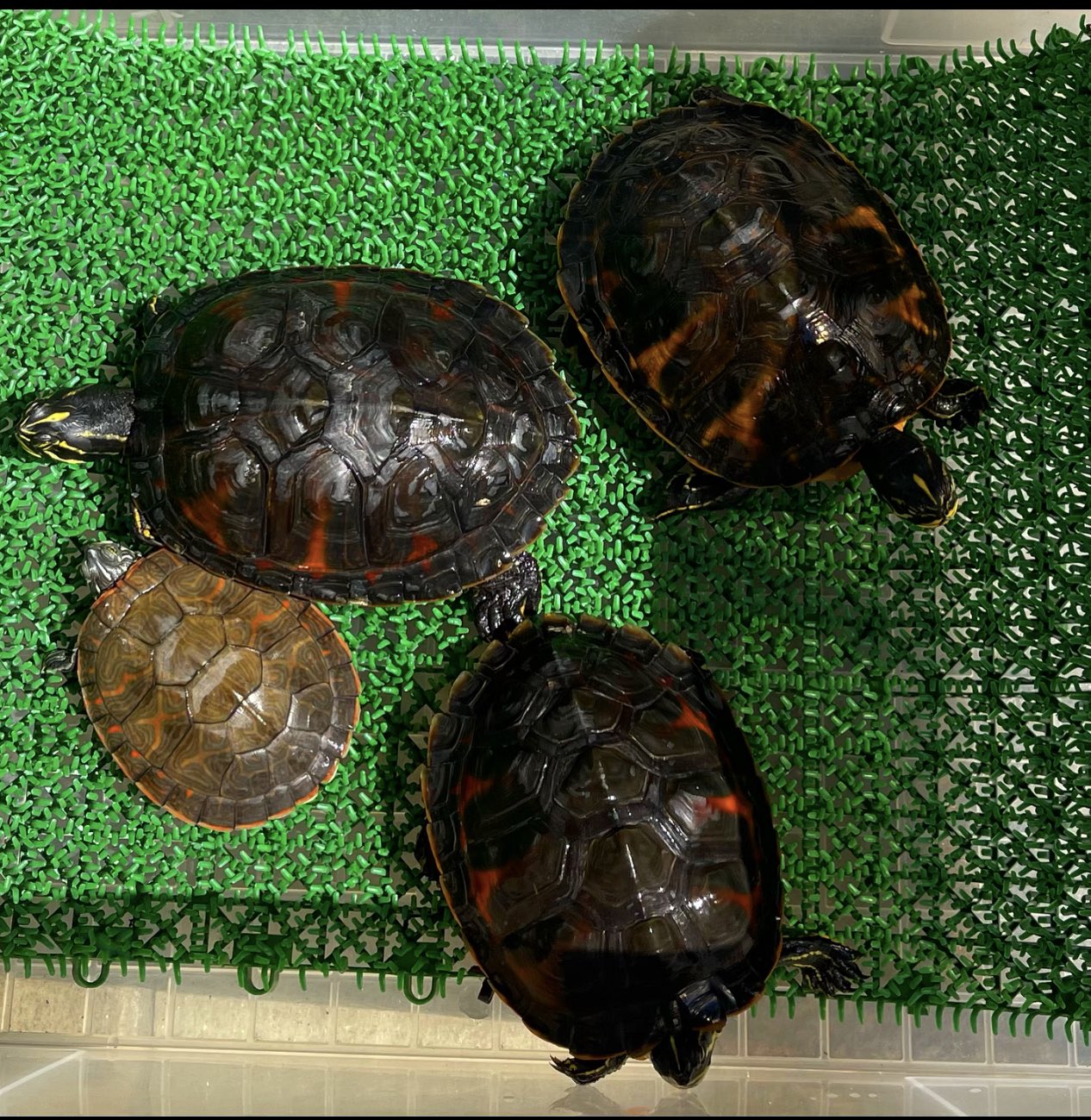 鮒尾和金270 アラバマアカハラガメを買ったので 小さい奴 室内飼育しなくてはいけない状況になり せっかくなので冬眠中の フロリダアカハラガメを土日の暖かい日に起こして室内飼育とした 短時間日光浴中 T Co Rg3irszl75 Twitter