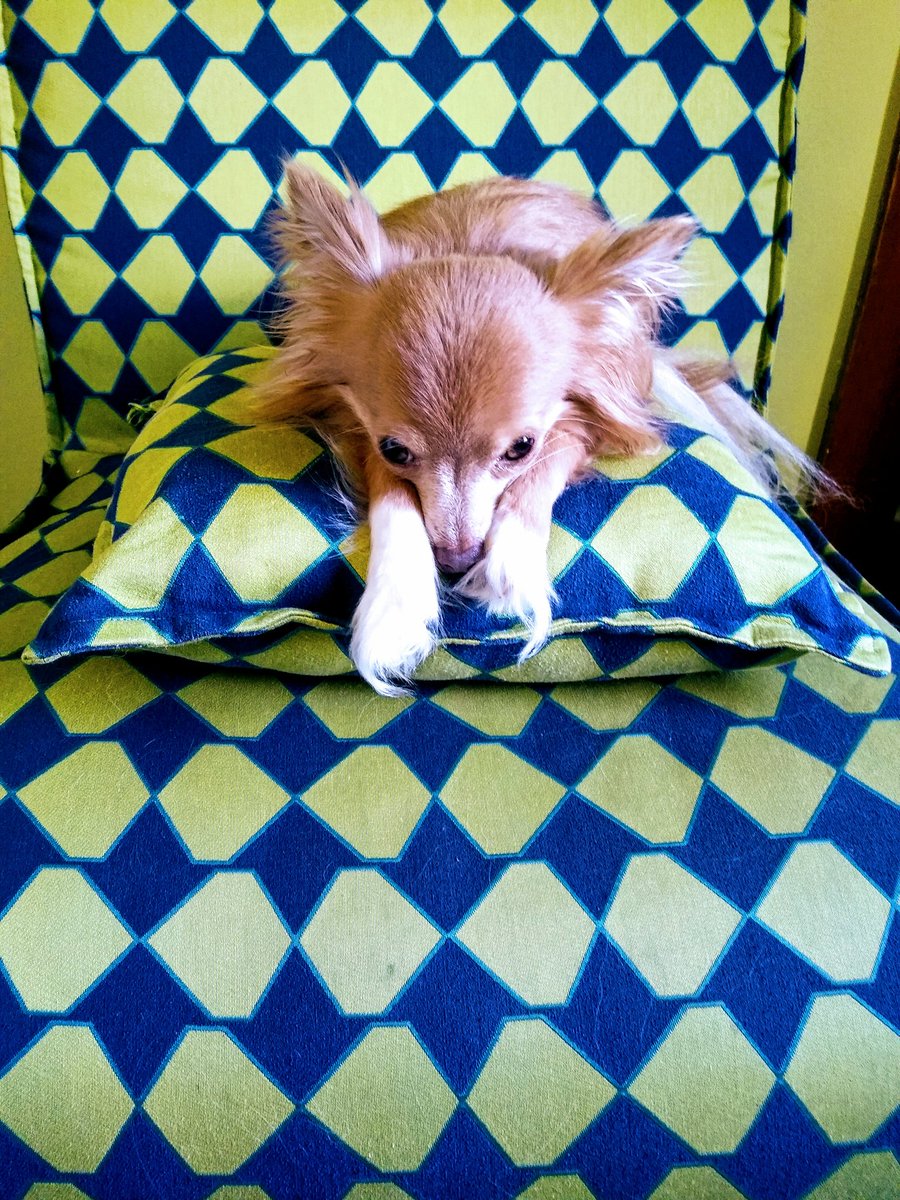 ElinMoor's tweet photo. @TimHerrera Wolfgang has had it https://t.co/ce90Y96CUW