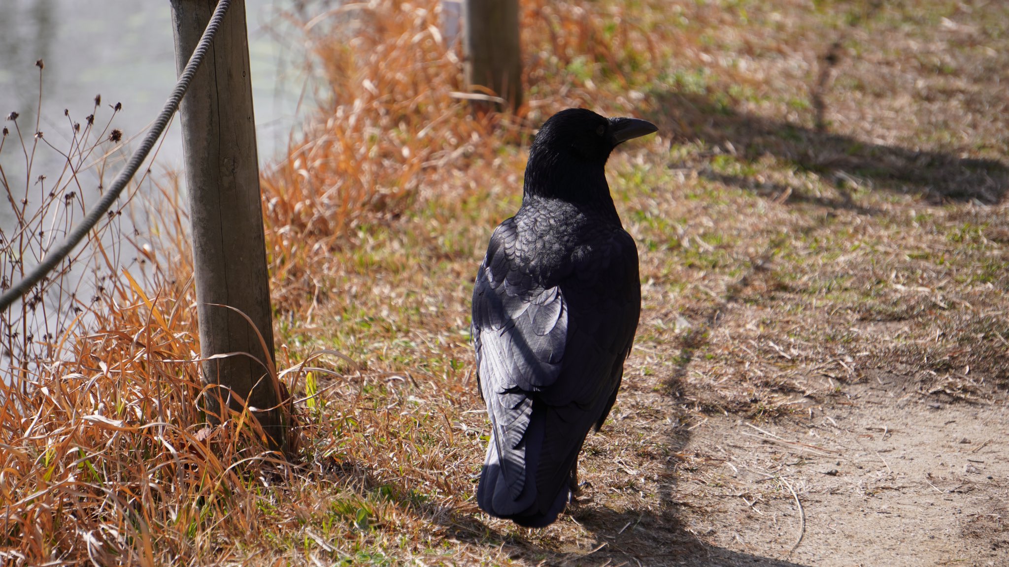 カラスは可愛い Twitter Search Twitter
