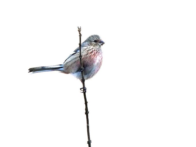 Birdsのtwitterイラスト検索結果 Birdsのtwitterイラスト検索結果