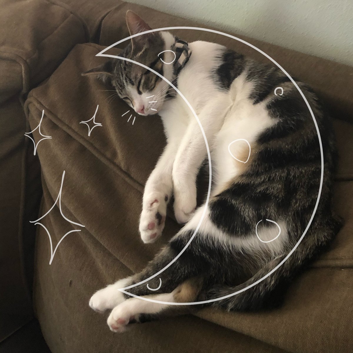 Why you should have a cat (@shouldhavecat) on Twitter photo 