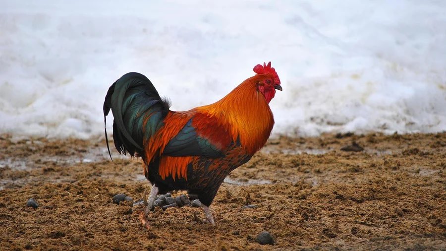 flagshield tweet media