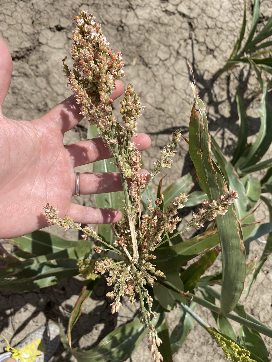ONUS_Agronomy's tweet photo. Mice chewing through sorghum out west like a toddler sampling the fruit bowl. #covercropping https://t.co/7ezDqFHYvW