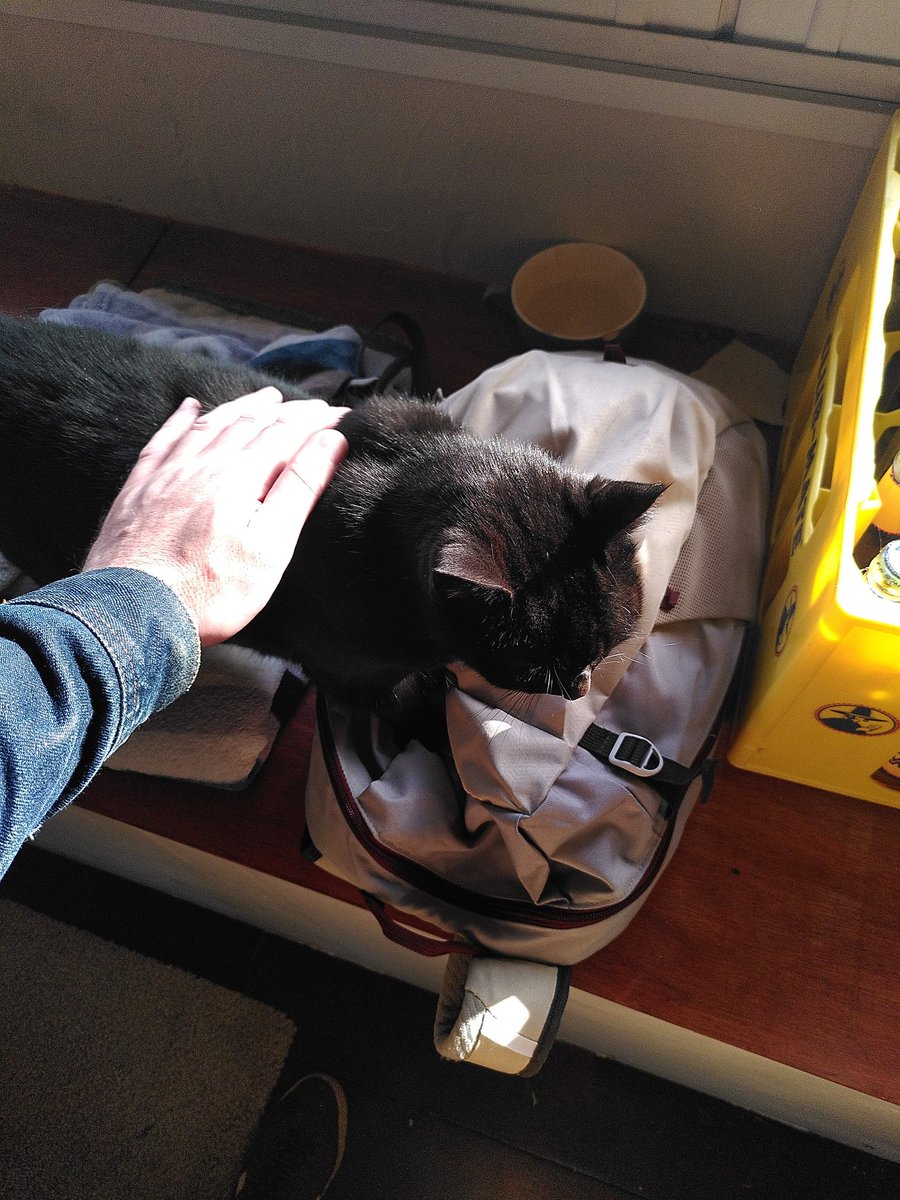 greenvincent's tweet photo. Et voilà qui me fait un accueil chaleureux ce matin 😻 Noisette, notre chat de la péniche coworking !
(et oui, c'est bien une caisse de @ClubMateFrance à côté 😉)
#passionchat #catlover https://t.co/SNnU4X9OaU