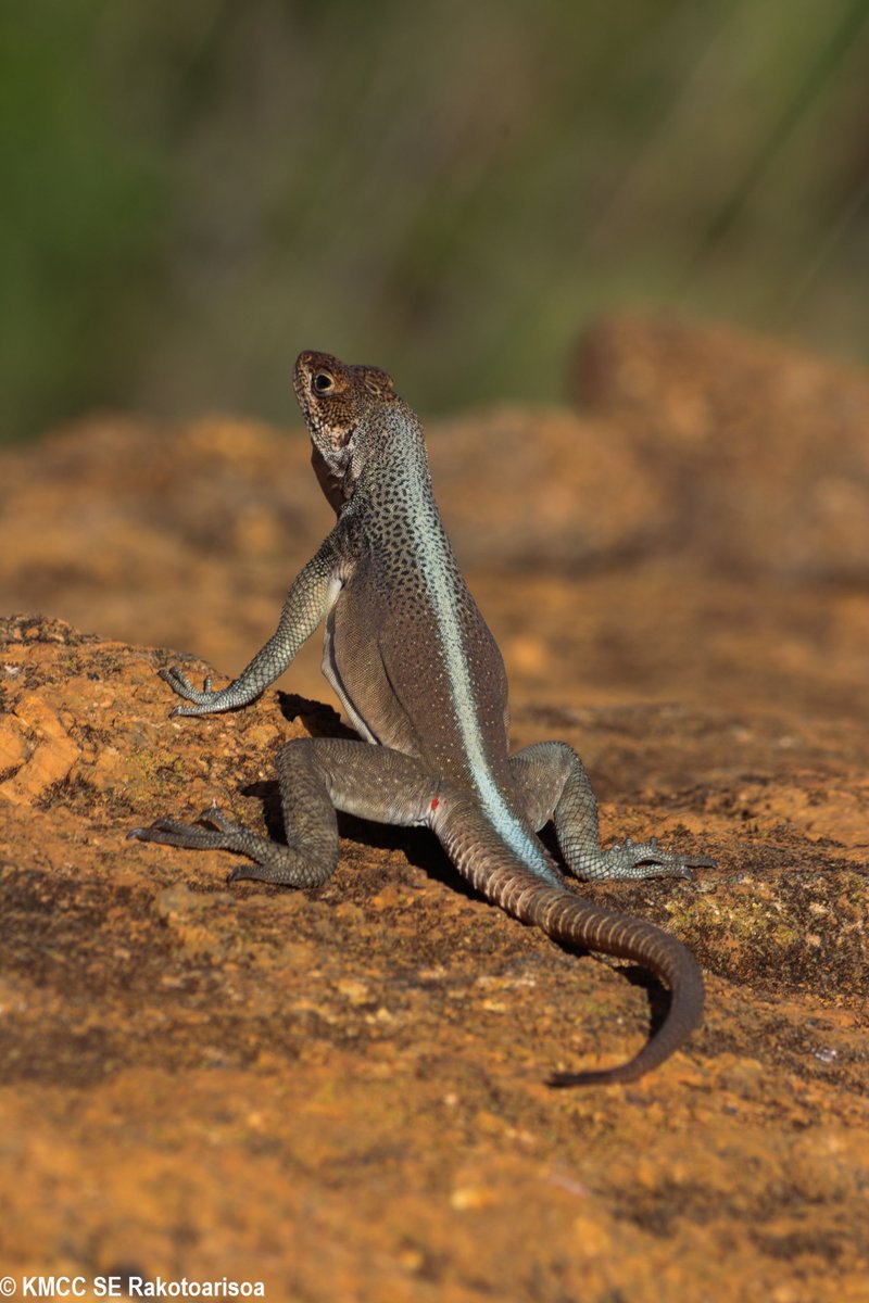 RseSolofo's tweet photo. My first finding of #Oplurus grandidieri #Opluridae, restricted to the Southern Central Highlands #Madagascar https://t.co/Vn79S2qoLJ