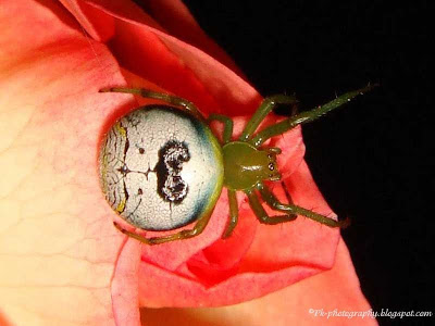 l1ght3n's tweet image. Kidney Garden Spider-Araneus mitificus pk-photography.blogspot.com/2013/08/kidney…