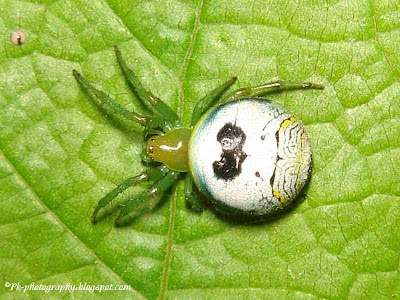 l1ght3n's tweet image. Kidney Garden Spider-Araneus mitificus pk-photography.blogspot.com/2013/08/kidney…