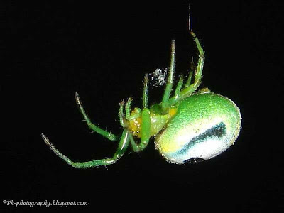 l1ght3n's tweet image. Kidney Garden Spider-Araneus mitificus pk-photography.blogspot.com/2013/08/kidney…
