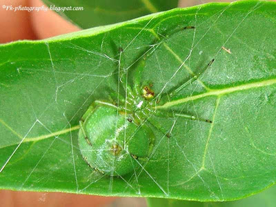 l1ght3n's tweet image. Kidney Garden Spider-Araneus mitificus pk-photography.blogspot.com/2013/08/kidney…