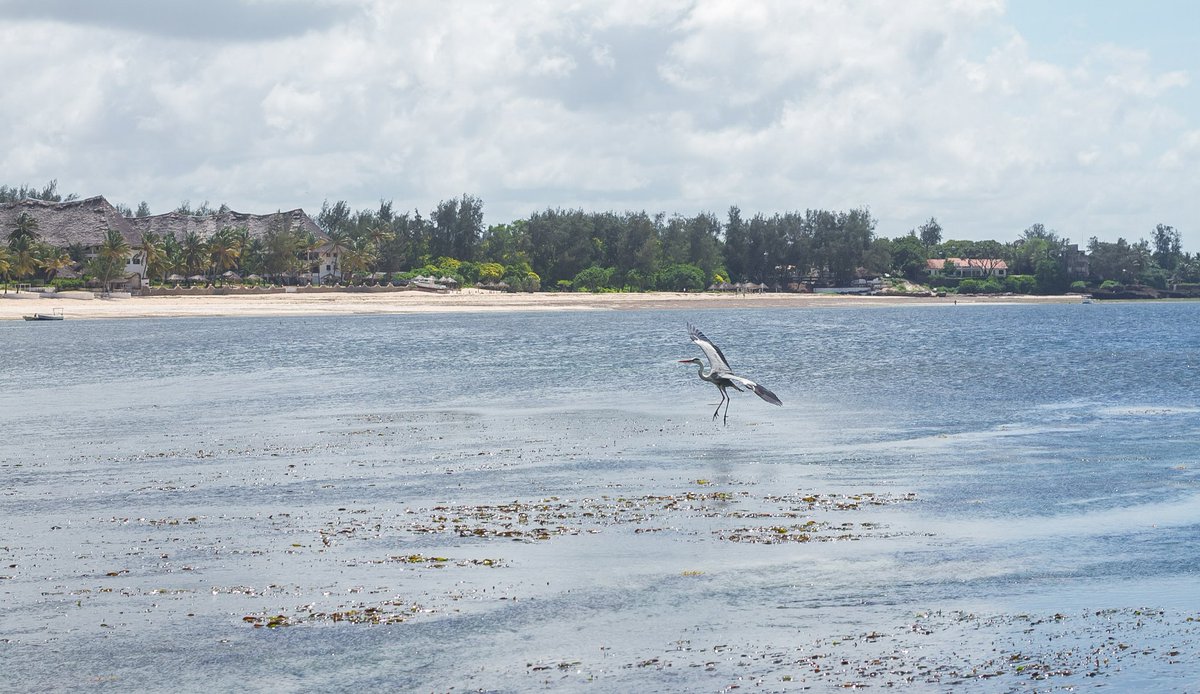 InforPursuit's tweet photo. #natureweek we look at sea birds and the dangers they face. Sea birds are hunted for their feathers, eggs and other products, this caused the extinction of the Great Auk species.

Let us protect our birds
#ecosystem 
#birdphotography 
#nature https://t.co/hog6a5CvlF