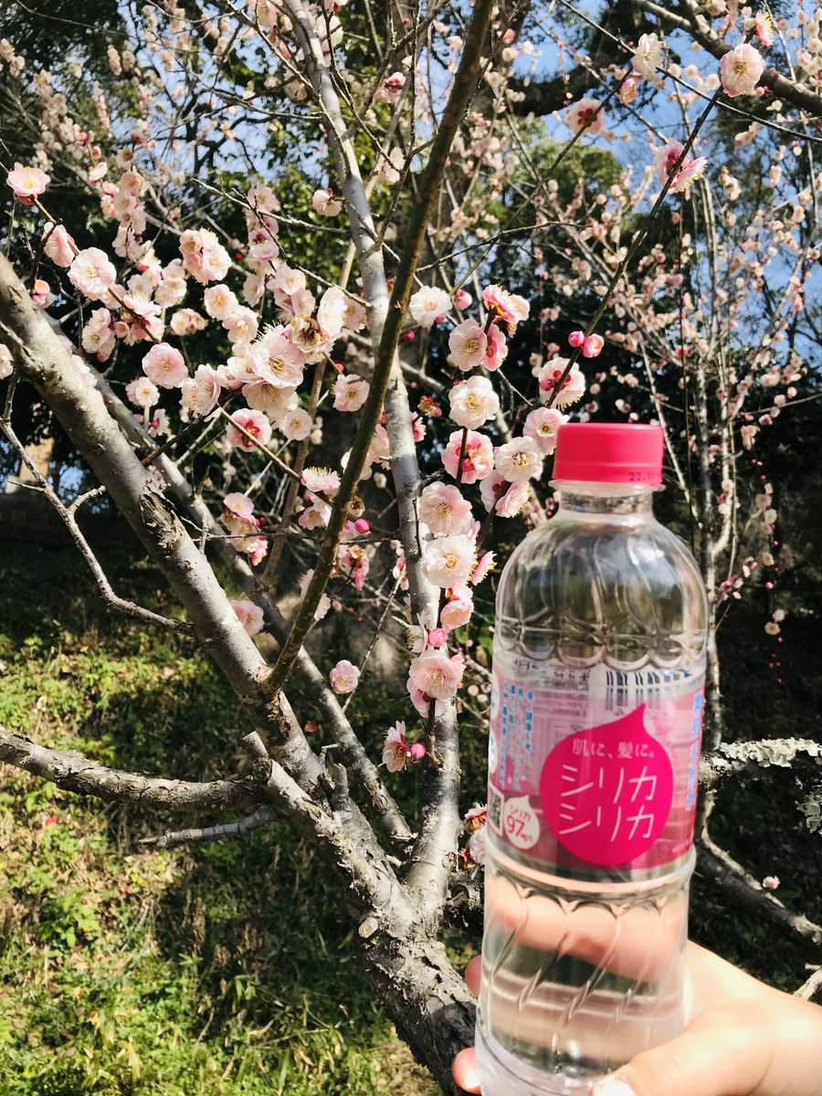 beneshopt's tweet image. ピンク色の可愛い花が咲き始めた梅の花🌸
まだまだ肌寒い日もありますが
春が待ち遠しいですね♪