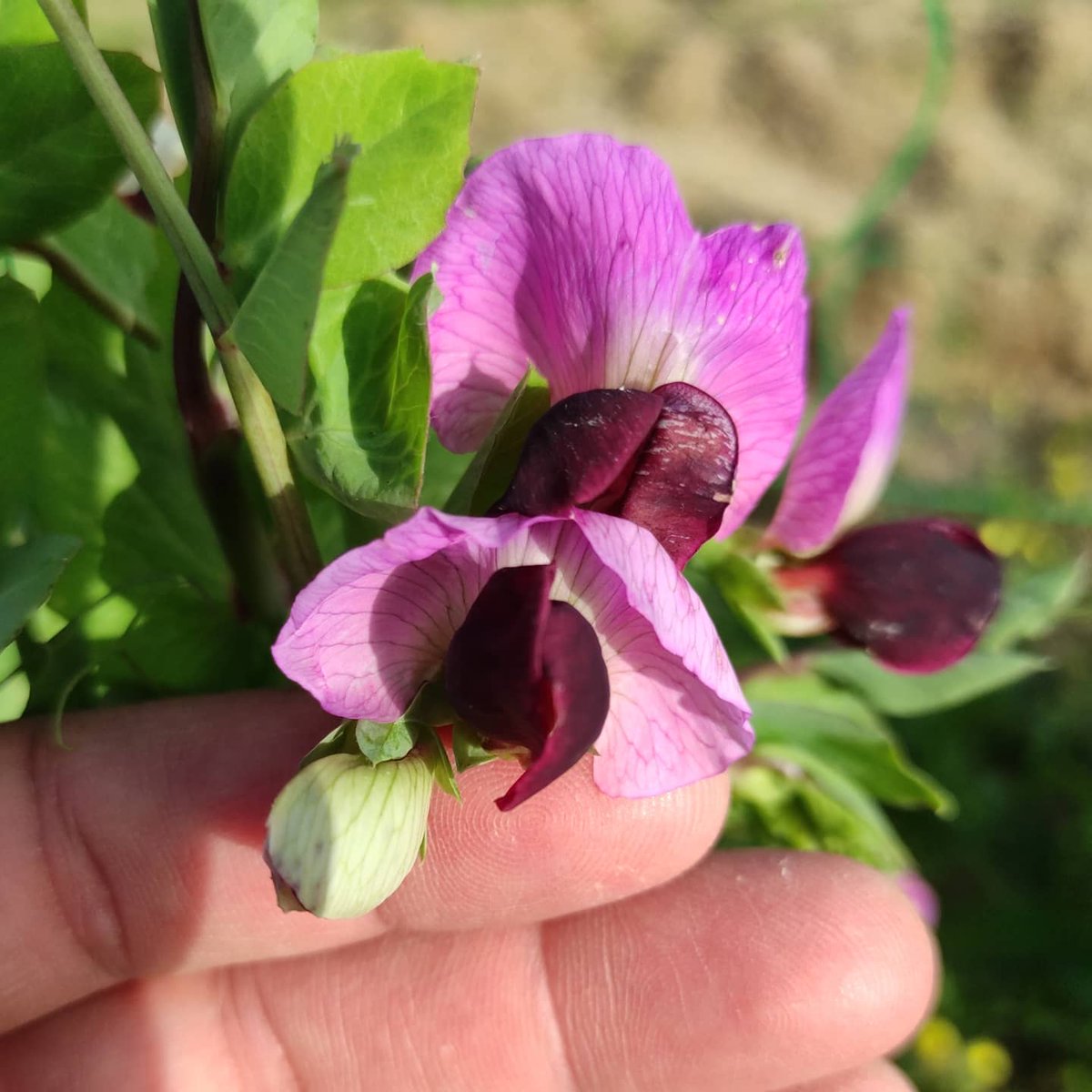 Klebinho_lima's tweet photo. Flowering of Organic Climbing pea  var. (Type Mangetout) ....🌱🌱💮💮💮🌦️⛅ #Ervilha  
.
# VamosEmFrente 😎
. 
#GoOrganic! 
#GreenSequence®.
#OrganicFarming 🌱  
.
#SustainableAgriculture 
#Horticulture
#ProfessionalOrganicAgriculture 
#Portugal #BrasileirosEmPT https://t.co/EYwpc3822J