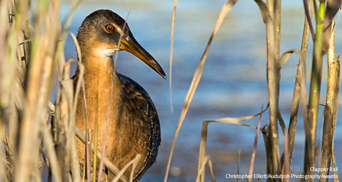 audubonsociety's tweet image. Why are salt marshes important? Their nutrient-rich ecosystems support a vast number of birds, like this Clapper Rail. Read about Audubon's work to protect these marsh ecosystems for birds and other wildlife. bit.ly/2Hh5wxy