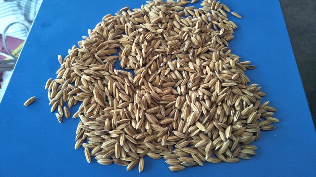 pay_Agri's tweet photo. Farmgate sourcing of Vadi Matta Paddy in Ramnad - Done 1000 MT in 10 days from 200+ farmers. https://t.co/FyOiVDYOY9