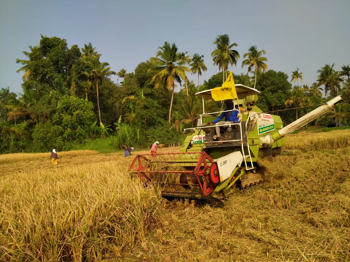 pay_Agri's tweet photo. Farmgate sourcing of Vadi Matta Paddy in Ramnad - Done 1000 MT in 10 days from 200+ farmers. https://t.co/FyOiVDYOY9