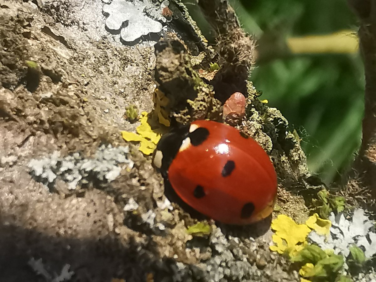 Les premières feuilles des noisetiers de la variété tonda s étalent pour préparer la récolte 2021, les coccinelles sont la aussi.
Quoi de mieux, et qui mieux que la nature pour nous régalé
#koki <a href="/Agridemain/">#agridemain</a> #NousPaysans #nature #producteurs #biodiversite