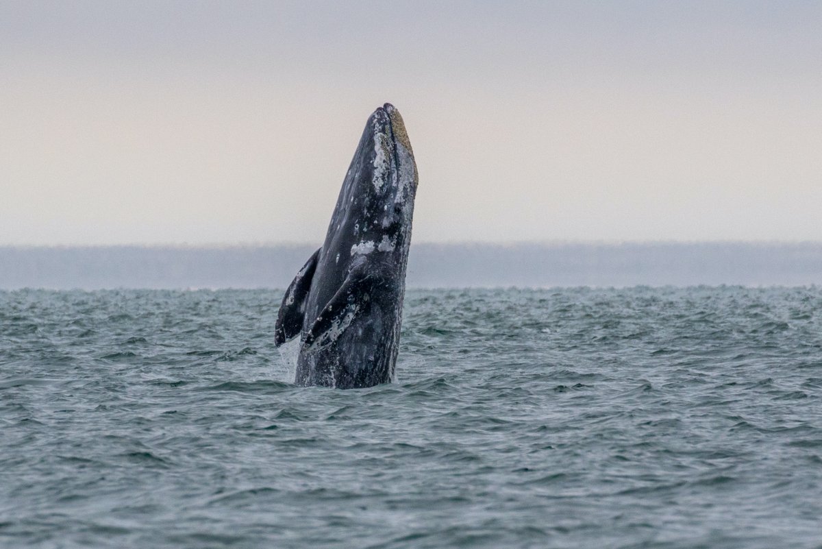 TMMC's tweet photo. Last week, 2 #GrayWhales were spotted within 2 days. Some may still be malnourished from the ongoing UME (#UnusualMortalityEvent), or remember the Bay as a place to rest. Please help protect these #GentleGiants: Look for spouts 👀 Slow to 10knots or less ⚠️ and give whales space. https://t.co/UiYWTHo1TP