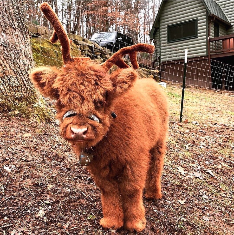 cassidydeleonn's tweet photo. i cant stop thinking about highland calves https://t.co/mD32Fam7DE