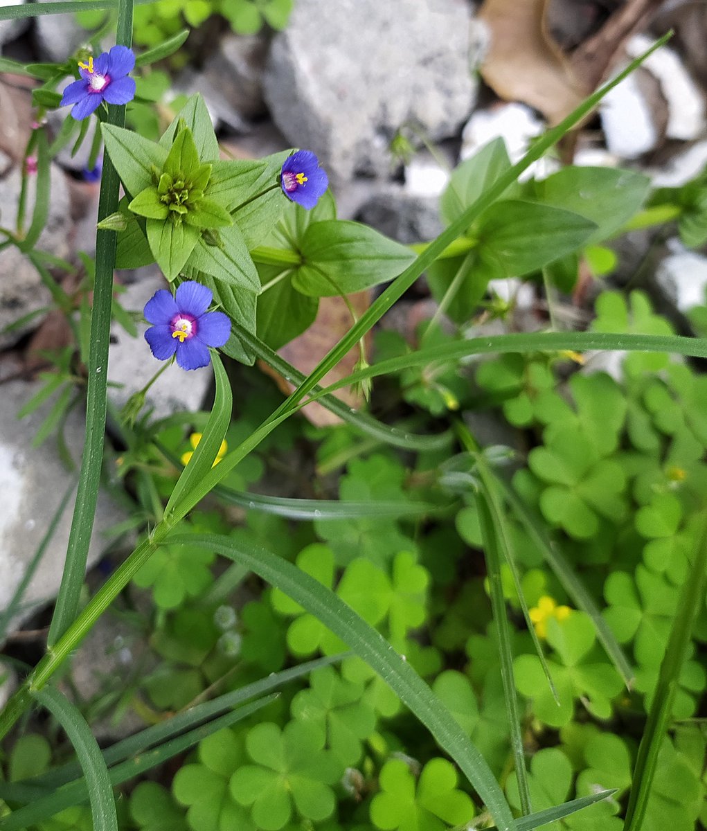 Archana62610017's tweet image. @TheFlowerWorld 
#Nature
#NaturePhotography 
#RelaxWithNature
#thursdaymorning 
#thursdayvibes 
The day you start watching nature closely is the day you realise how beautiful the nature is. 
☘️🍀🍀☘️☘️🍀🍀☘️☘️🍀