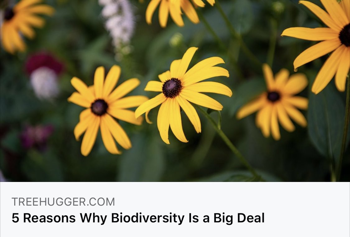 WTMConservancy's tweet photo. It’s National #InvasiveSpecies Awareness Week! (#NISAW) Why care? BIODIVERSITY. The variety &amp; richness of life to which human physical, mental &amp; spiritual well-being is intimately linked is being threatened by invasive plant species. https://t.co/Ms5qq47ZSo https://t.co/MMSLhwJzIi