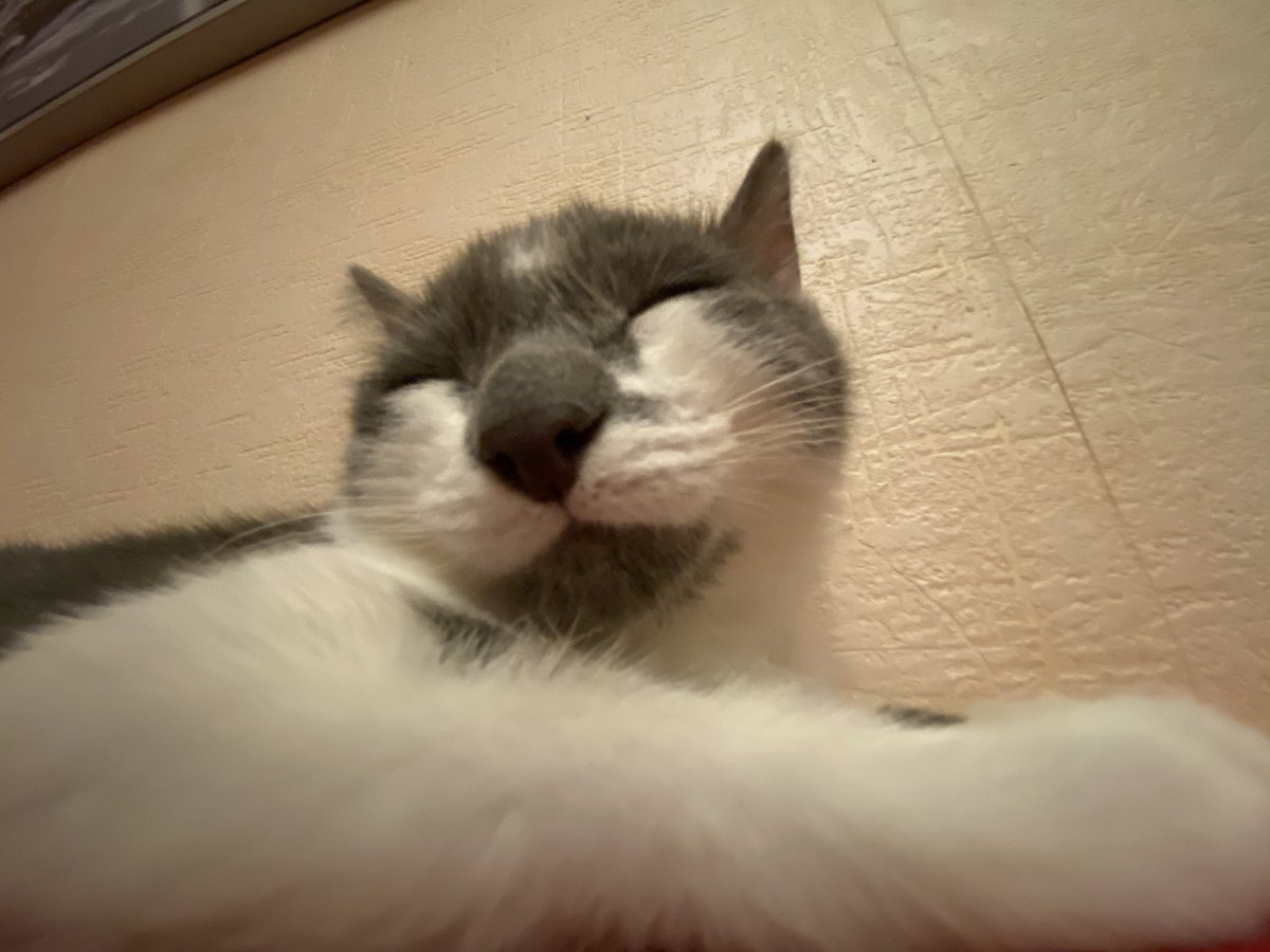 Nelly_Alice's tweet photo. Кот-самолет https://t.co/kLyf7VH0k1