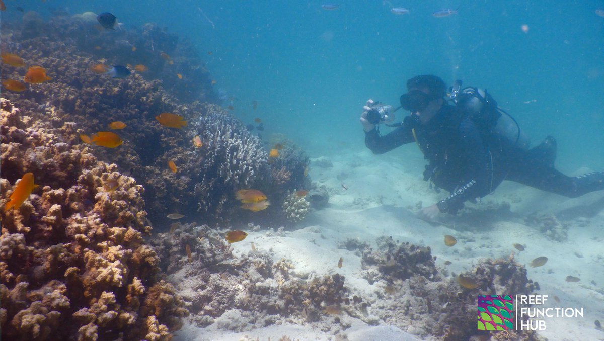 Reef Function Hub (@reeffunctionhub) on Twitter photo Some excellent fish creeping going on here!
<a href="/thehemi65/">Dr. Christopher Hemingson</a> and <a href="/robert_p_streit/">Robert Streit</a> found 5 damselfishes they had tagged over 2 years ago - within 2 meters of the original spot!
What have you done through the last 2 years?
These fish stayed put and munched on plankton.
#HomeSweetHome Some excellent fish creeping going on here!
<a href="/thehemi65/">Dr. Christopher Hemingson</a> and <a href="/robert_p_streit/">Robert Streit</a> found 5 damselfishes they had tagged over 2 years ago - within 2 meters of the original spot!
What have you done through the last 2 years?
These fish stayed put and munched on plankton.
#HomeSweetHome