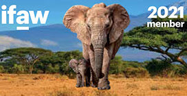 JjackX14's tweet photo. #BanIvoryTrade !! #ElephantsRacingExtinction !! @Wildleaks https://t.co/P9gbZY1qLz