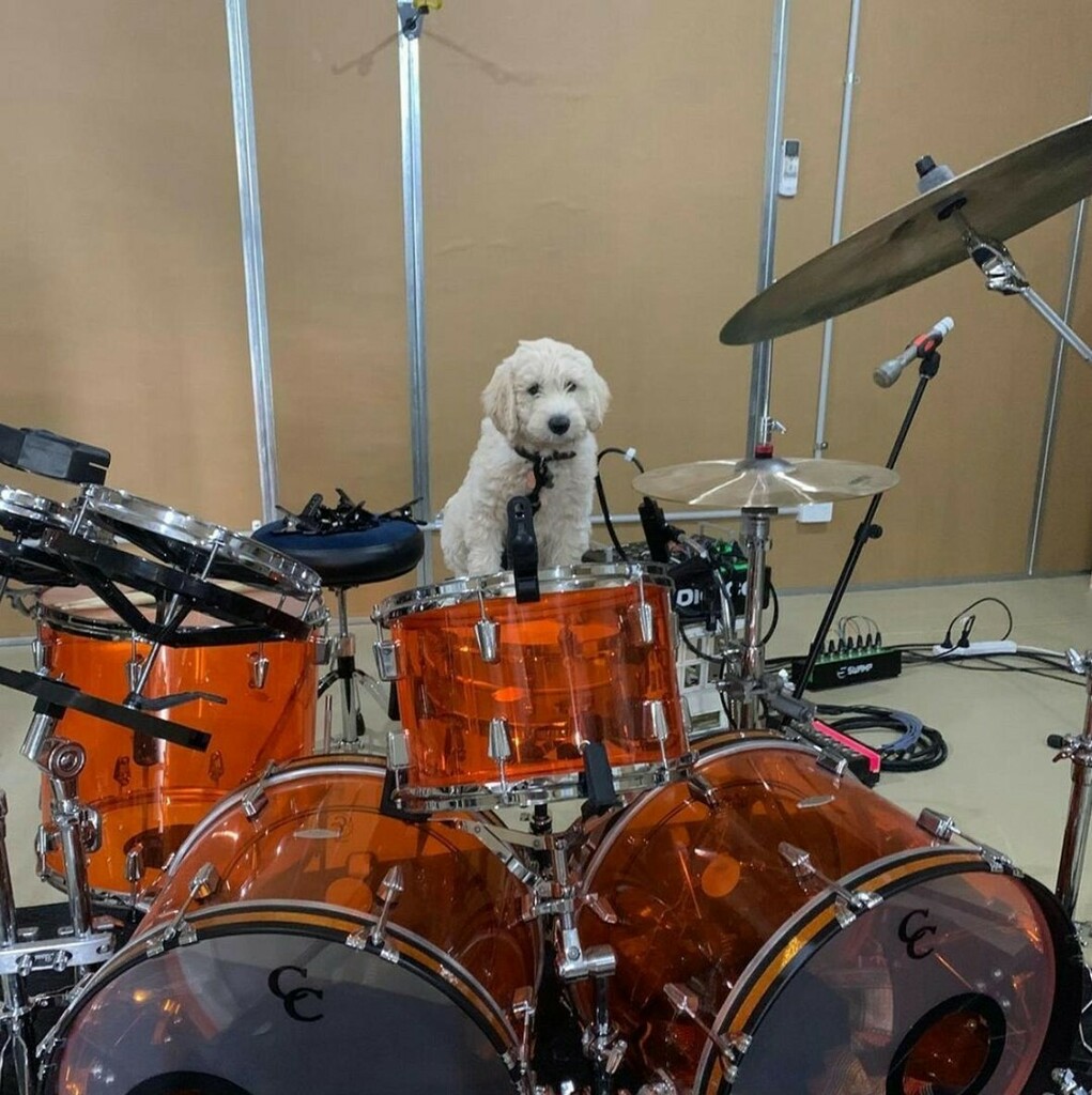 C & C Drums Au. tweet media