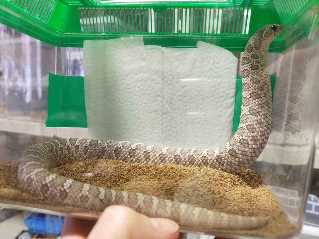 セイブシシバナヘビラベンダー