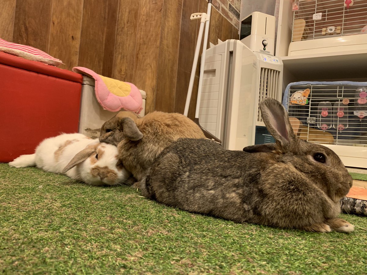 うさぎカフェ もふれる 本日15 00 オープン致しました べるは手前でお昼寝中 うるるとちゃみのいちゃつきが気になって ｼﾞｰｯ ちゃみとくっつく事が出来て幸せそうなうるる 目がキラキラして可愛かったです T Co 6lplwspwgf うさぎ