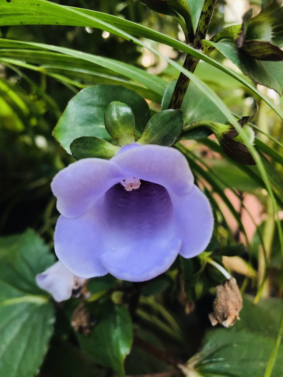 dilsath92's tweet image. #Home #Garden 🪴 #Green #flowers 💐 #Beauties #Happiness #Phone_Photography