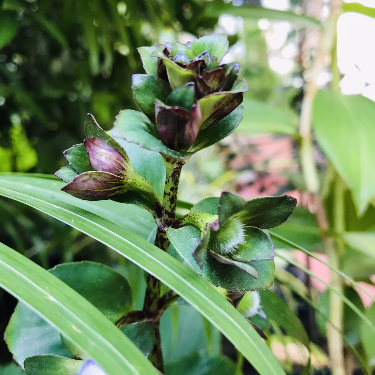 dilsath92's tweet image. #Home #Garden 🪴 #Green #flowers 💐 #Beauties #Happiness #Phone_Photography