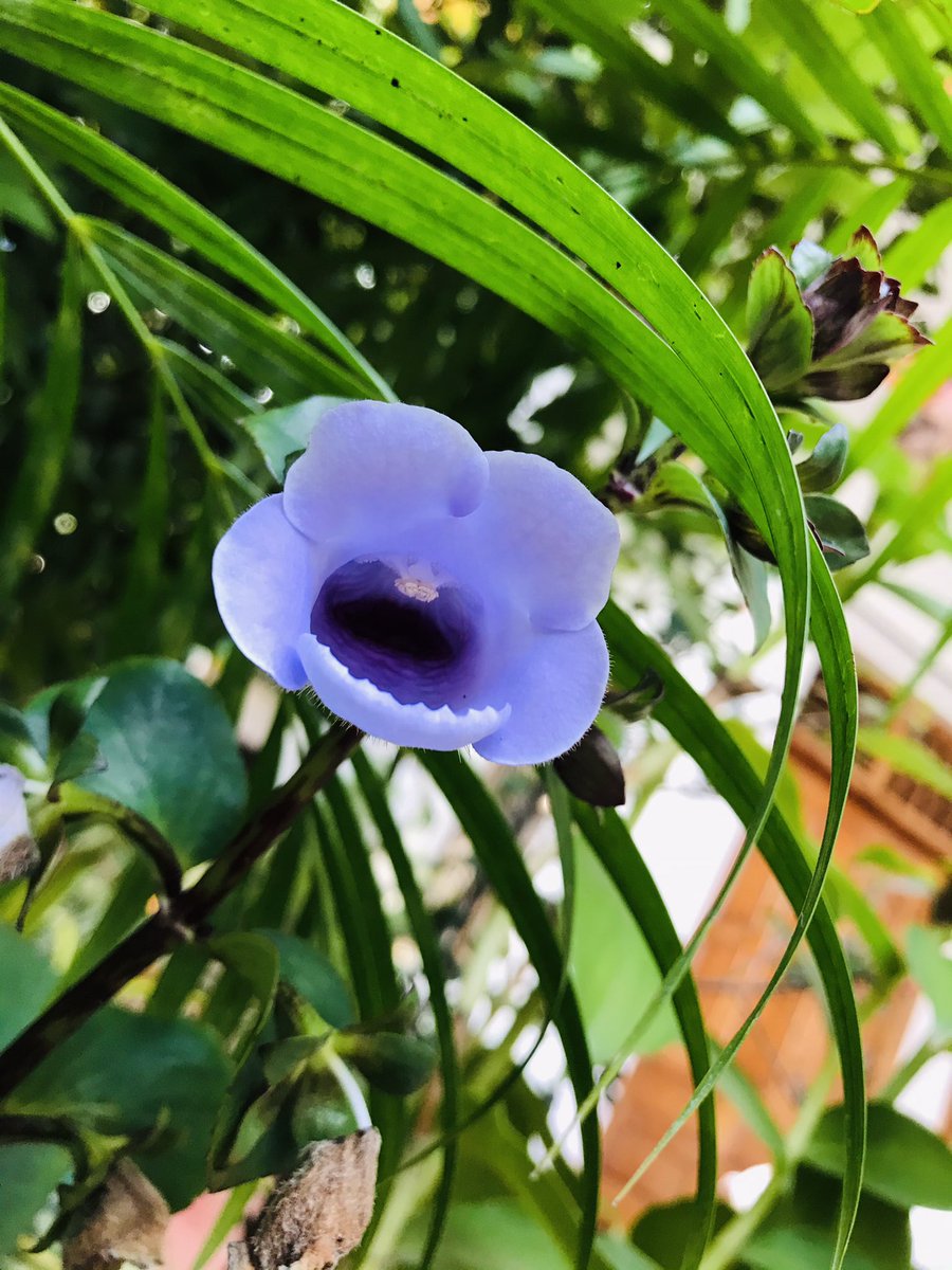 dilsath92's tweet image. #Home #Garden 🪴 #Green #flowers 💐 #Beauties #Happiness #Phone_Photography