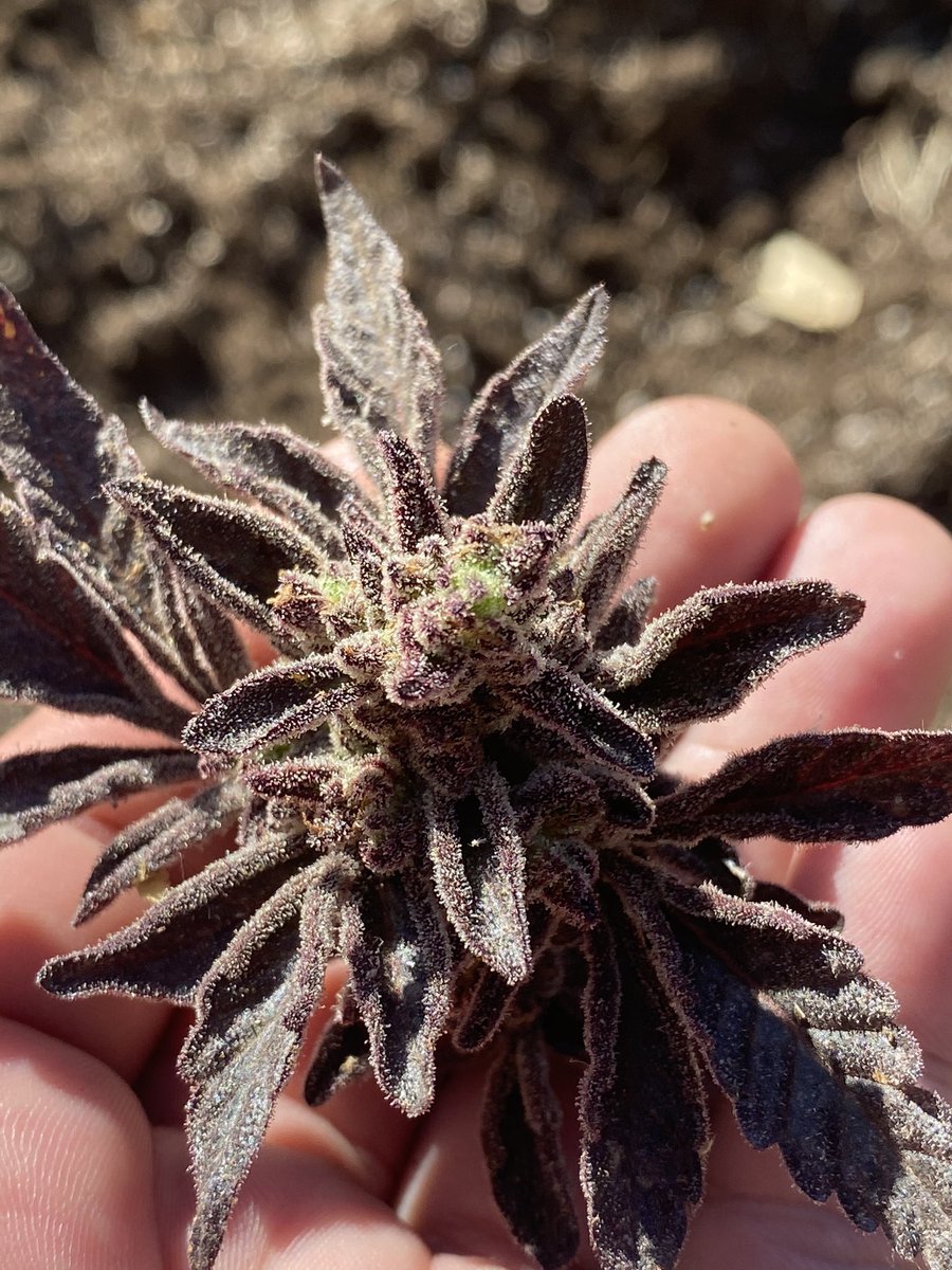treezonfire707's tweet photo. Some of the flower we grew 🙏🏽⛽️⛽️⛽️⚠️🔊  #purps #highsociety #dank https://t.co/QdKX2VdoBW