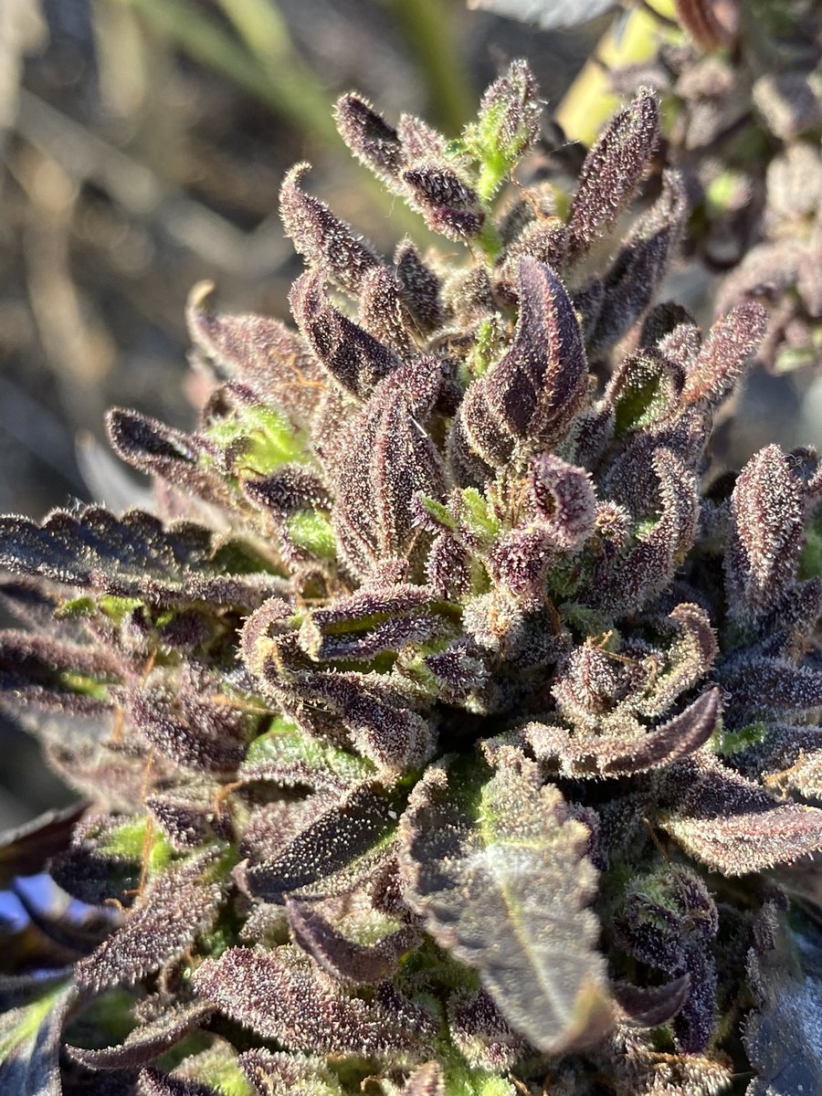 treezonfire707's tweet photo. Some of the flower we grew 🙏🏽⛽️⛽️⛽️⚠️🔊  #purps #highsociety #dank https://t.co/QdKX2VdoBW