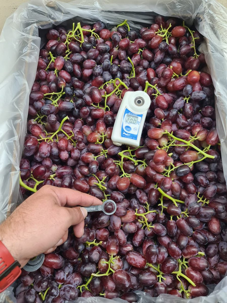 parallelfruit's tweet photo. 🍇Red grapes do not come any better than this! #SouthAfrican #Hexriver #Crimson 🍇 https://t.co/nK5R9TKlwq