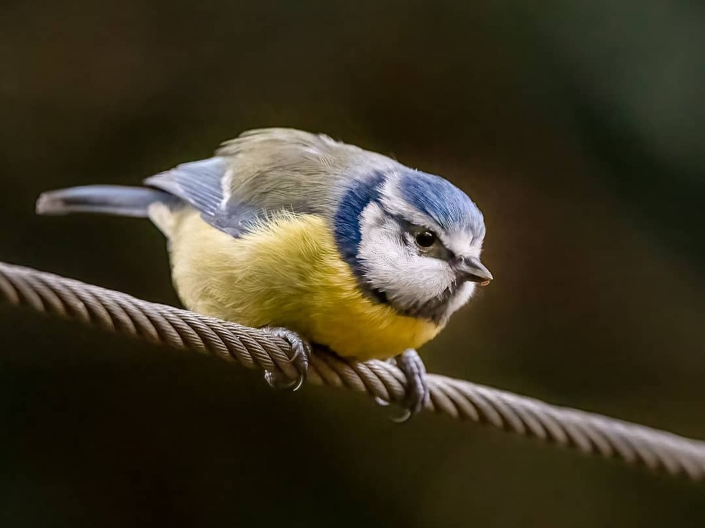 Jeff_Kirby1's tweet photo. Ready, steady ...

@BBCSpringwatch #BBCWildlifePOTD #appicoftheweek #allnatureshots #nature_brilliance #nature_perfection #wildlife-photography #ig_nature @rspb_love_nature @wildlifemagazine #nuts_about_birds #bird_brilliance #birdphotography #birdsofins… https://t.co/engJ4PW3o2 https://t.co/5Vci3sHTGb