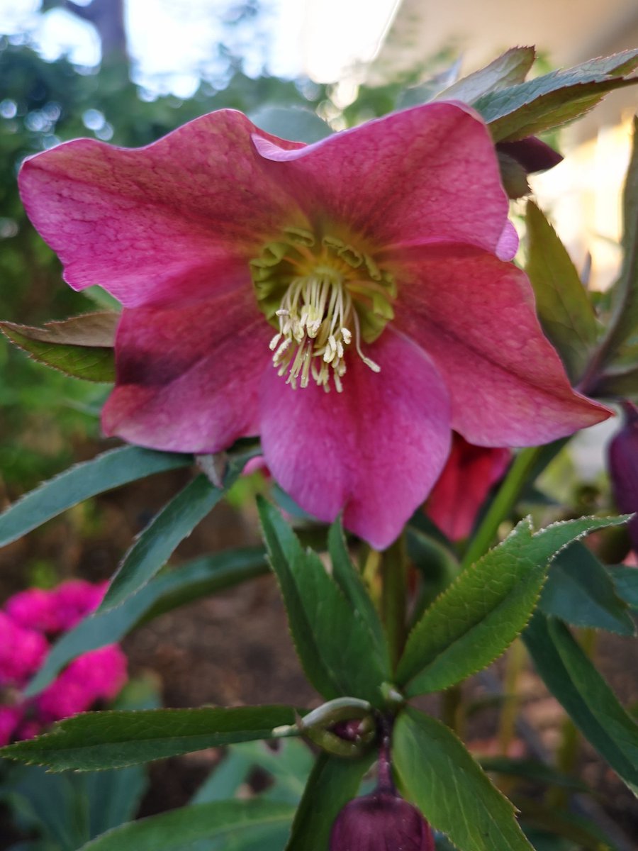 Iroha S Grandpa レンテンローズ クリスマスローズをイトーヨーカドーの中庭でたくさん見つけた 色々な色とか種類がありそう レンテンローズ クリスマスローズ