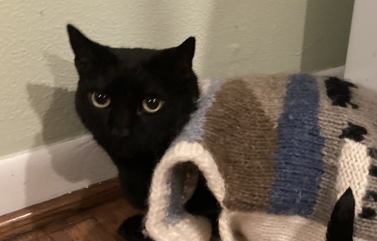 iXeno's tweet photo. @meowmix Cool baby. #CatsInSweaters https://t.co/WrjIft6aWp