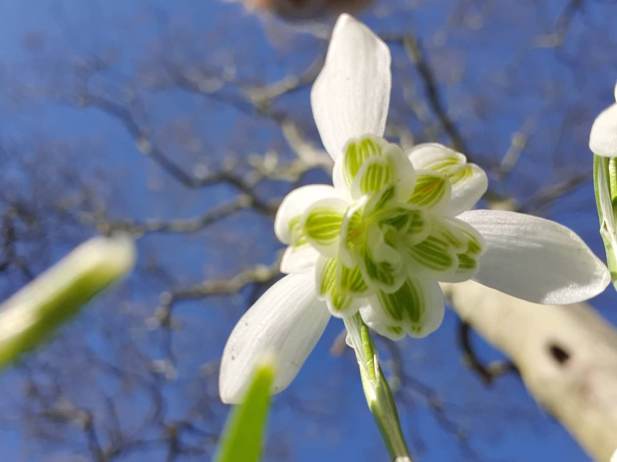 Motormiss's tweet photo. 1) Miljoenen sneeuwklokjes en winterakonieten op Nederhemert-Zuid. Wat een prachtig gezicht! 
#nederhemert #sneeuwklokjes #natuur #wandeling #stinzenplanten https://t.co/0qYmgc48KT