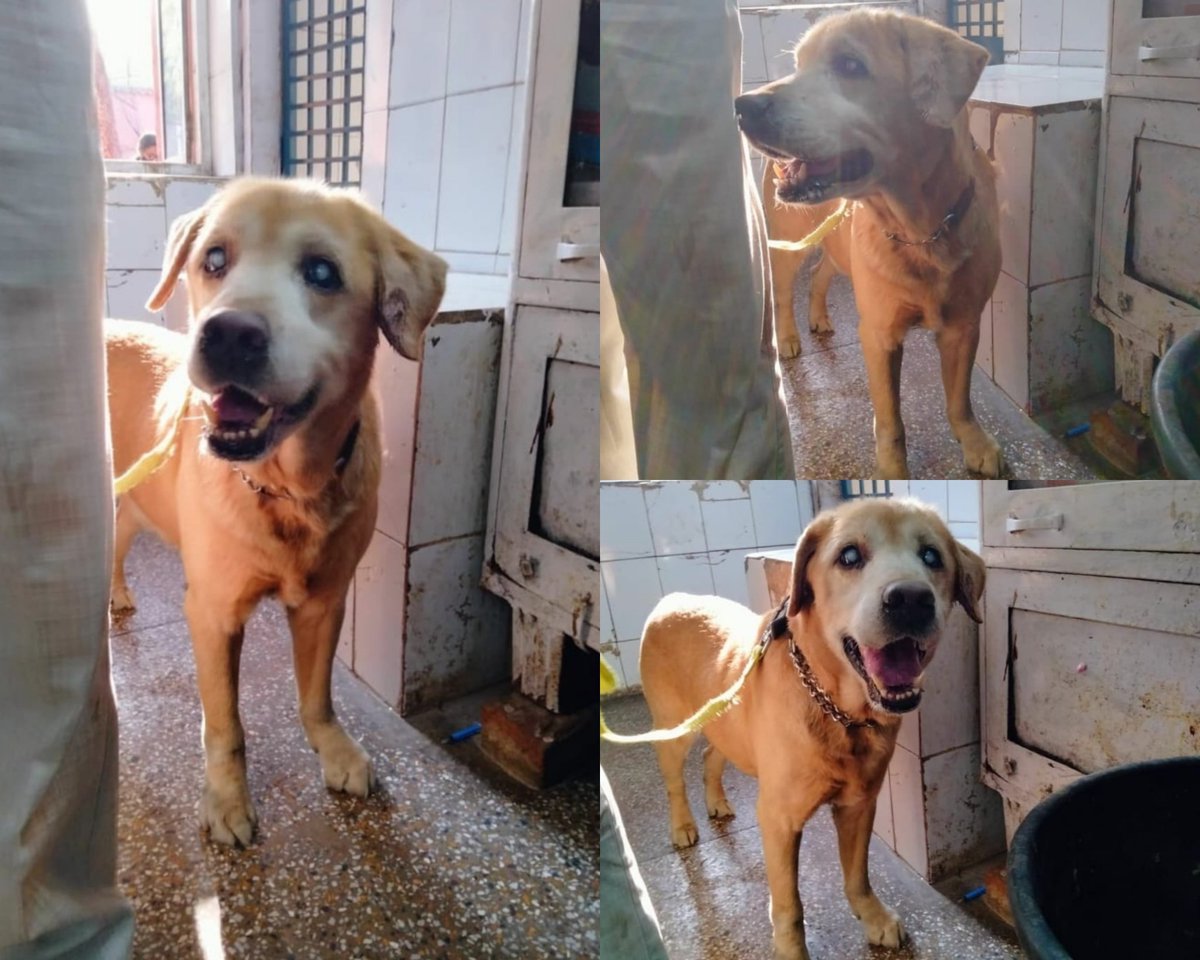 Streetdogsofbombay #Feedastrayeveryday tweet media