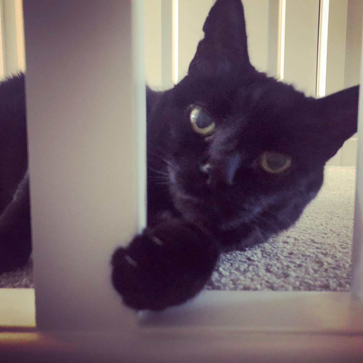 EJM1978's tweet photo. See ya... gonna get ya... warned ya!! #boosh #purebredkillingmachine #ormaybenot #stalkerkitty #ninja #boysiebear #catsoftwitter #wfhlife #nowhereissafe 😹 https://t.co/YhkmiJcVM2