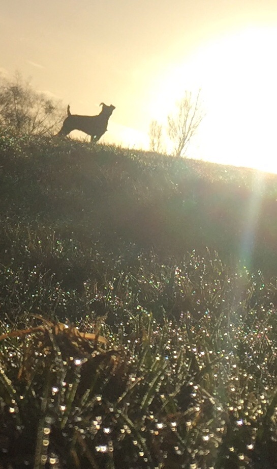 MjeffreyMarc's tweet photo. Early morning walk with the Lillie Dog &amp; the Sun is shining @heatonparkbury https://t.co/eBEsvbpSib