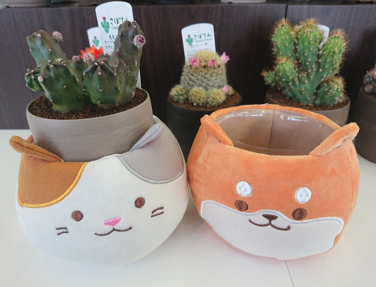 水野生花店 ヨシカワ In旭川 すんごいかわいいの 入りました ぬいぐるみ素材の 柴犬 と 三毛猫 アレンジの器にしたり サボテン を入れても 少しハミ出してますが ぬいぐるみ アレンジの器 卒園祝い 誕生日 柴犬 三毛猫 水野生花店