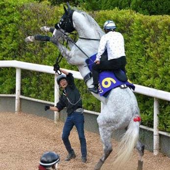 ひきこもりんf リアルのゴールドシップも面白過ぎて腹痛いwww なぜトーセンジョーダンを見かけると必ず蹴りに行くのか ウマ娘 T Co 6th6qhdf3g Twitter