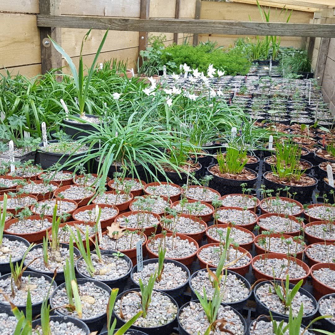 PlantPref's tweet image. Since there was a lot of interest in my seed frame yesterday here are all 3 frames, all 8 dutch lights.

The oldest concrete block frame with previous years seed trays. 

Newest wooden frame, mostly geophytes.

#coldframe #dutchlight #NotAGardenCentre #propagation
