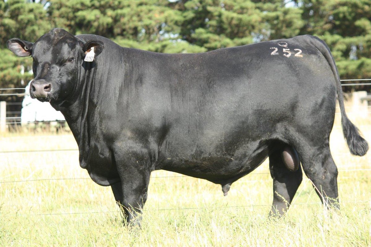 Banquet Angus Autumn Bull Sale, VIC - 115/115 bulls sold to $60,000 (Lot 20. Banquet Qallop Q252 to Keringa Angus, SA, Millah Murrah Angus, NSW, Alpine Angus, VIC &amp; ABS Global - Australia Beef) &amp; av. $14,434.