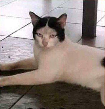 ຈ ᥕ ⭑ tweet media