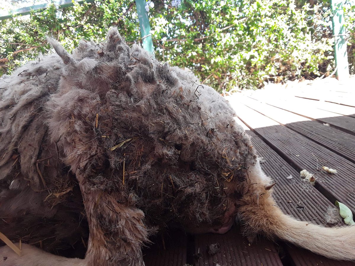 ShepherdessLou's tweet photo. This little lady was our latest emergency case. She was suffering severe anaemia due to barber pole. She was unable to walk and covered in her own faeces. Where she was found, I was told a farmer was going to bash her over the head with a rock. More info in comments. https://t.co/ARwvxw5dvW