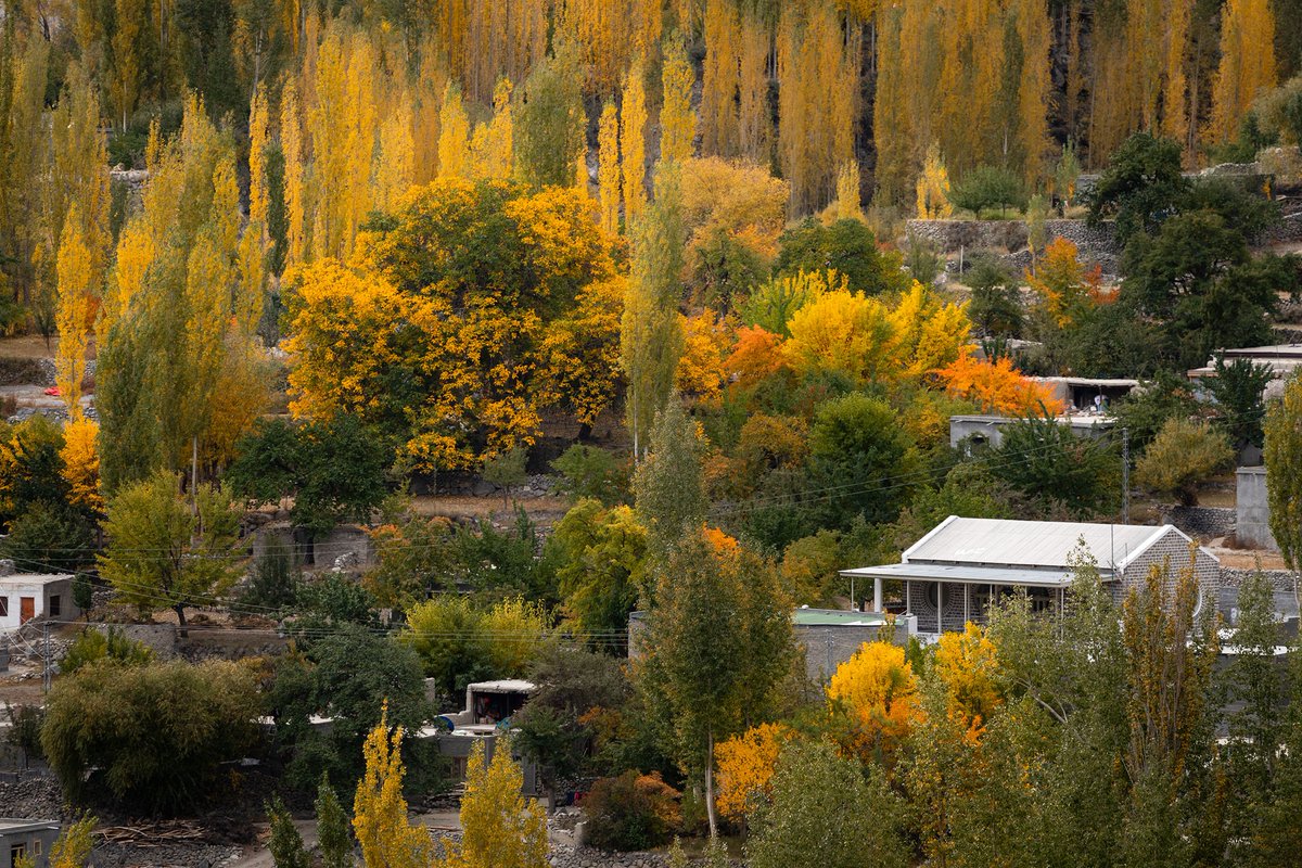 pin92pk's tweet photo. A wind has blown the rain away and blown the sky away and all the leaves away, and the trees stand. I think, I too, have known autumn too long.
Autumn colors of Gulmit, Gojal - #Hunza.
#pin92 #team92 #teampakistan #property051 https://t.co/aazwwM144N